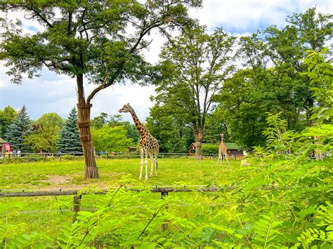 żyrafa chanel zoo łódź|Orientarium Zoo Łódź .